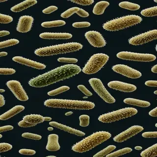 bacteria png