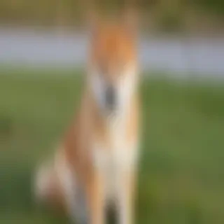 shiba dog