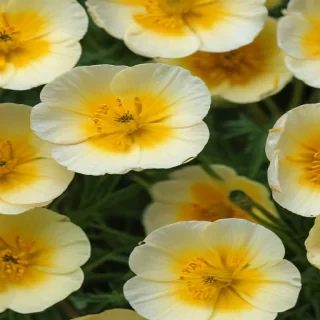 buttercup flower
