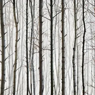 trees transparent