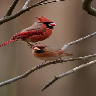 female cardinal