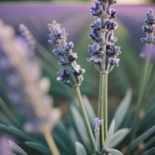 lavender phone background