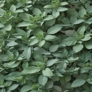 sage green background aesthetic