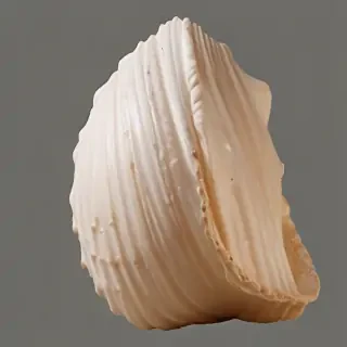 seashell png
