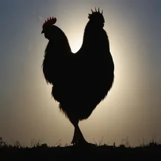 silhouette of a chicken