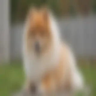 german spitz