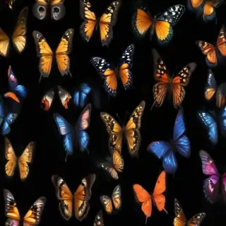 butterflies in black background