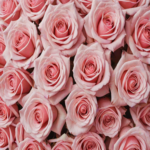 rose aesthetic wallpaper