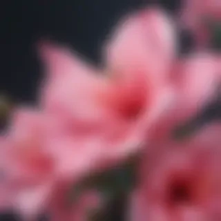aesthetic wallpapers iphone pink