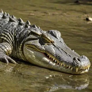 saltwater crocodile