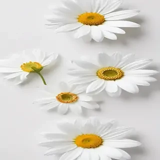 white flowers on white background