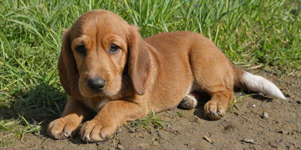 basset fauve de bretagne