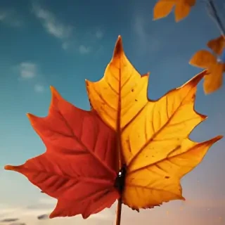 fall wallpaper for iphone