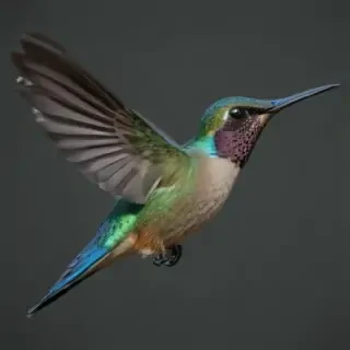 humming bird png