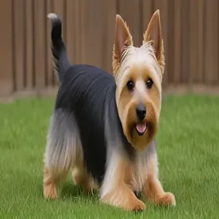 silky terrier