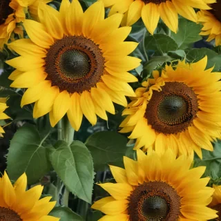 sunflower wallpapers