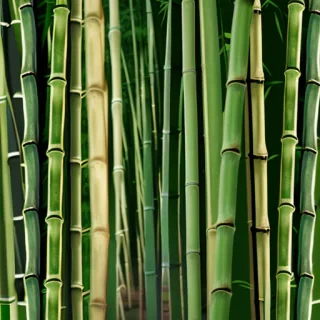 bamboo background