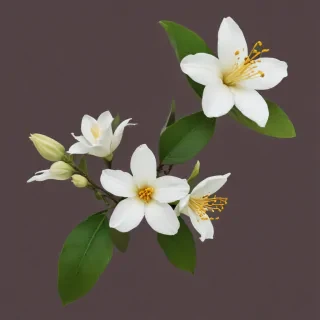 jasmine flower png
