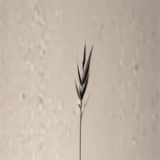 minimalist neutral wallpaper iphone