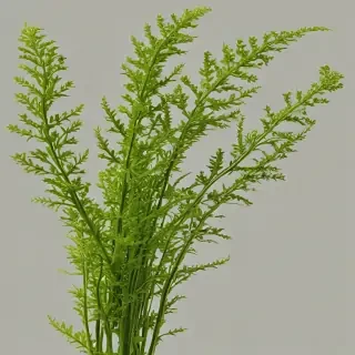seaweed png
