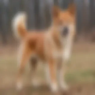 xiasi dog breed