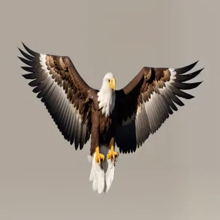 transparent eagle