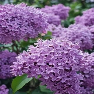 lilac iphone wallpaper
