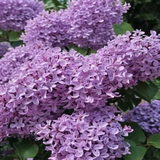 lilac aesthetic