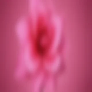 hot pink wallpaper for iphone