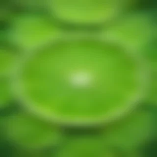 lime green background