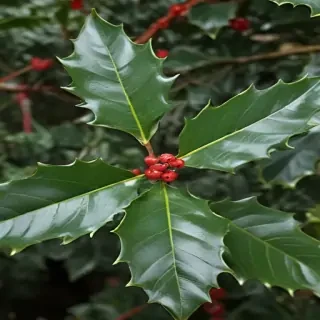 holly picture