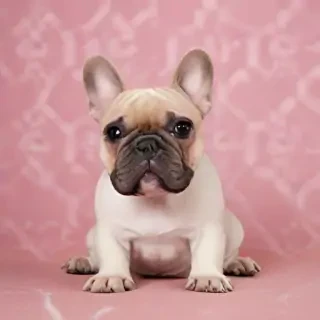 french bulldog wallpaper