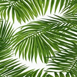 palm tree leaf png