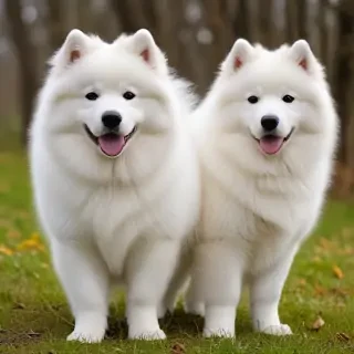 samoyed dog breed
