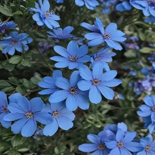 blue flowers aesthetic