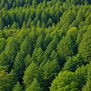 background trees