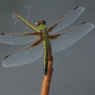 dragonfly png