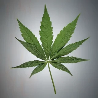 marijuana leaf