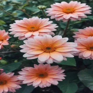 iphone backgrounds flowers