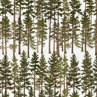 pine trees transparent background