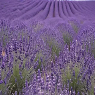 lavender background