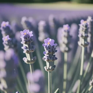 lavender phone background