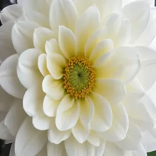 iphone white flower wallpaper