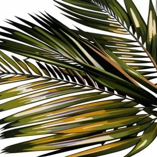 palm tree leaves png