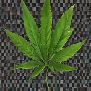 weed leaf png