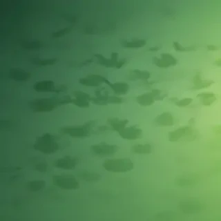 iphone wallpaper green