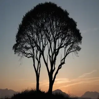 trees silhouette png