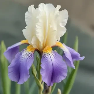 iris flower