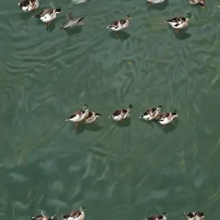 duck background