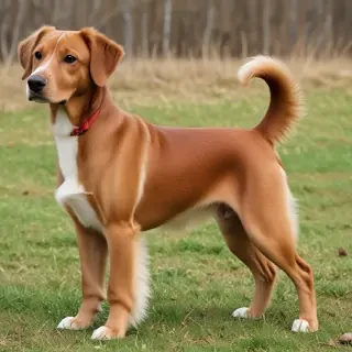 turkish vankedisi breed